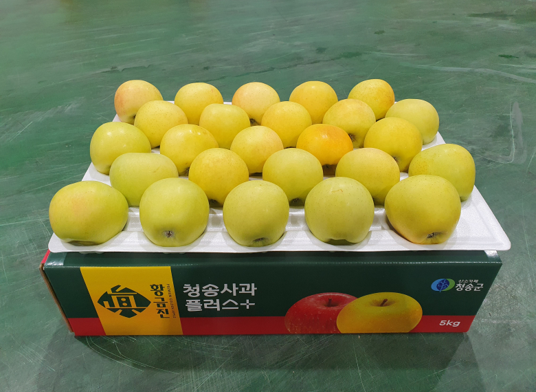 청송 진 황금사과 5kg (25과 이내)