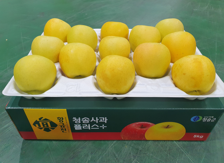 청송 진 황금사과 5kg (13과 이내)